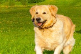 Zeolite For Your Pets