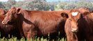 Prime Cattle