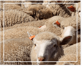 livestock