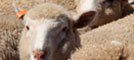 Prime Sheep