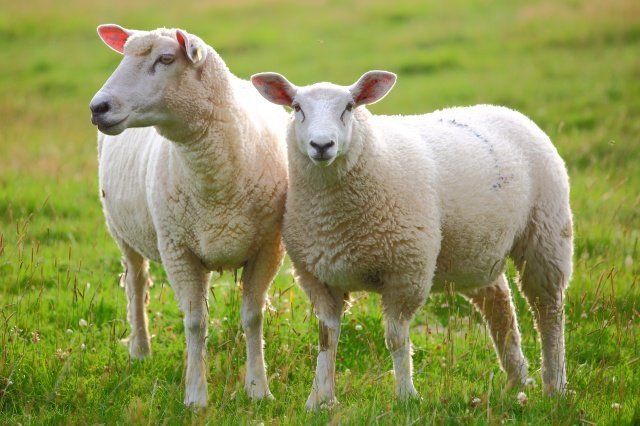 two-sheep-in-green-meadow