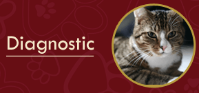 Cat - Animal Clinic Cat - Animal Clinic