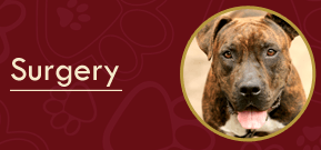 Dog - Animal Clinic Dog - Animal Clinic