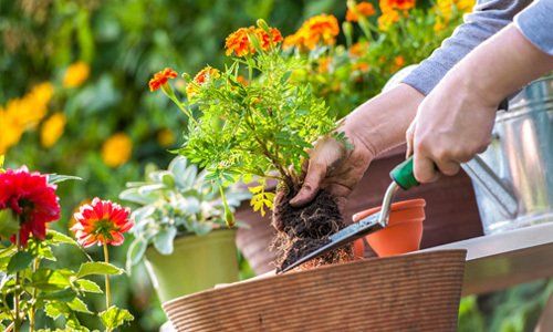 Someone potting up a plant