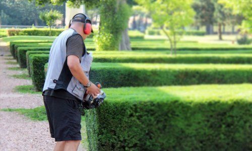A gardener trimming a hedge
