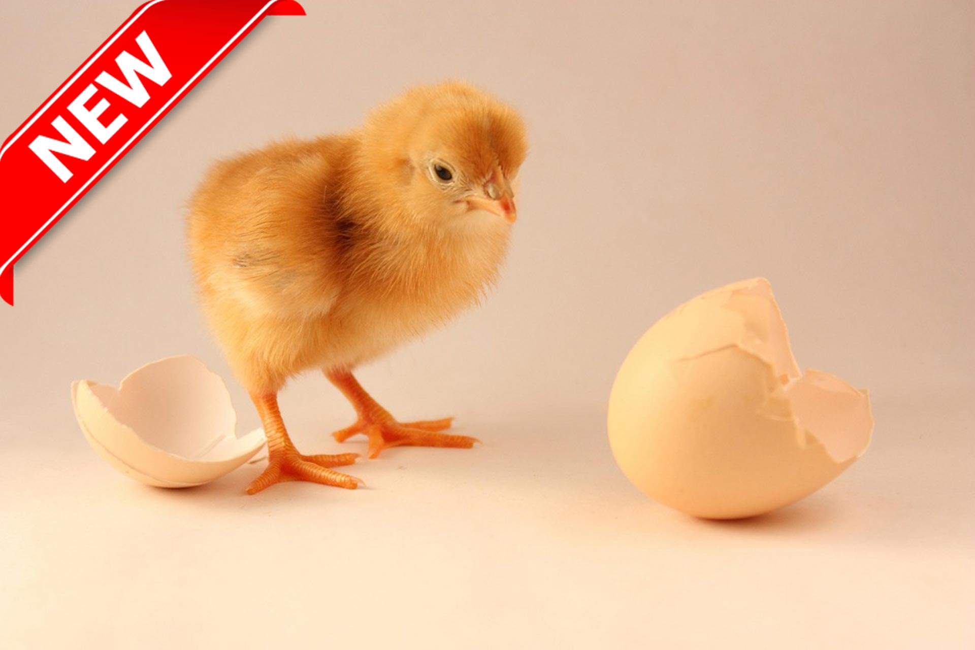 Un nouveau poussin se tient à côté d'un œuf cassé