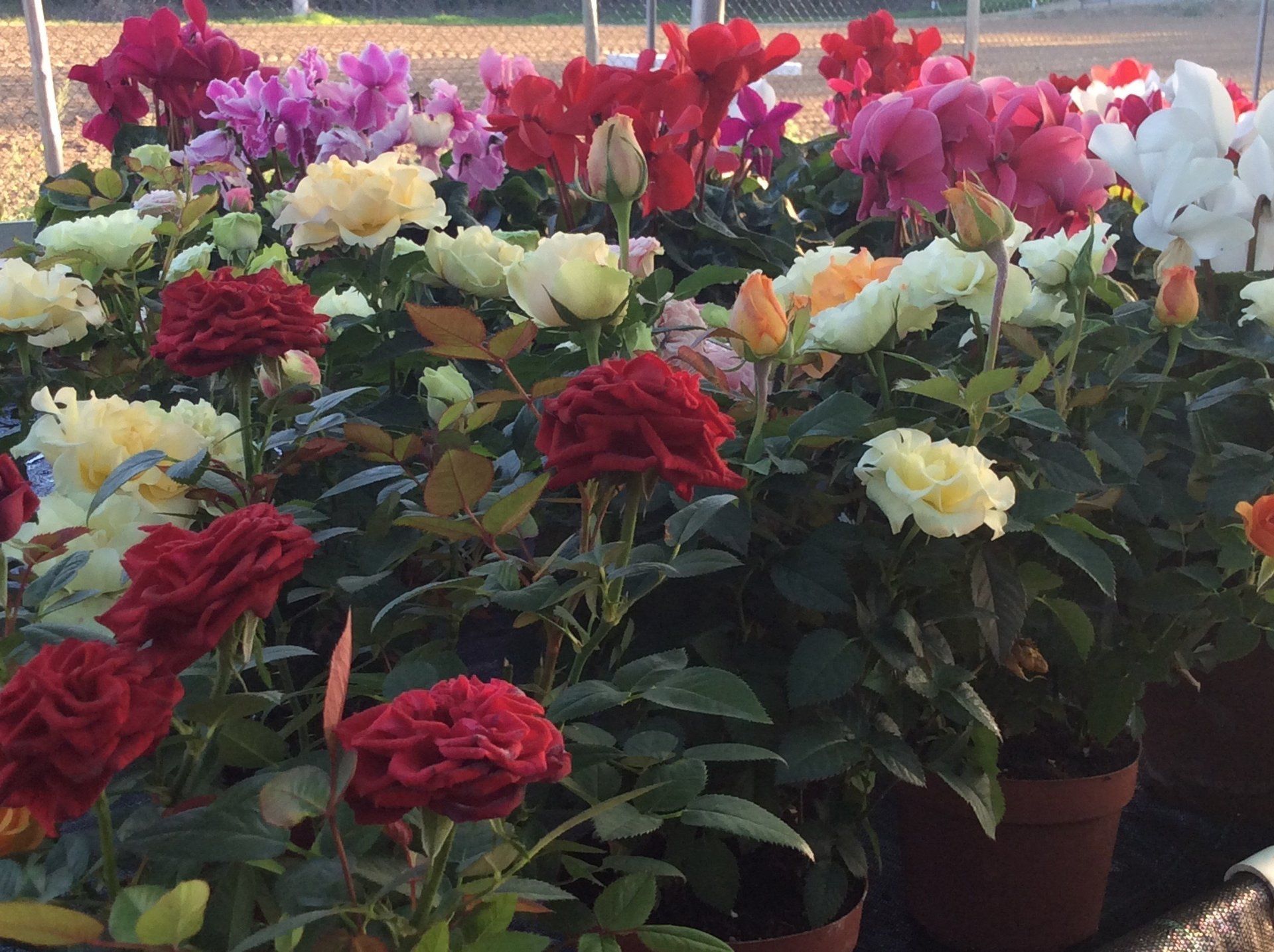 fiori da giardino