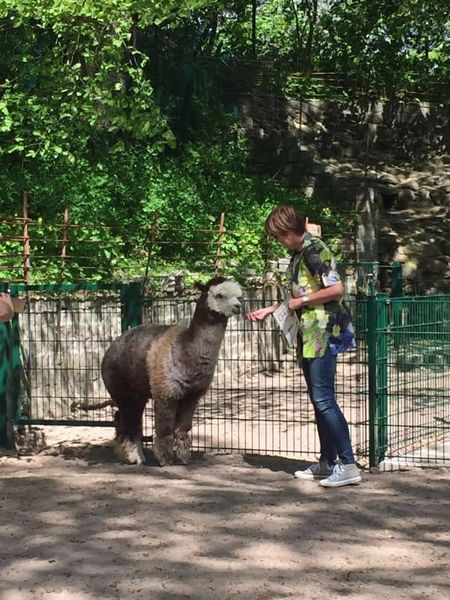 Die Alpakas vom Tierpark Senftenberg bedanken sich beim Ingenieurbüro Bartsch für die Patenschaft.