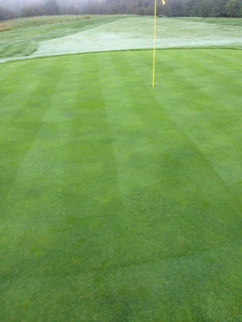 View of a green lawn after maintenance