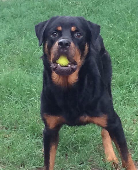 dog playing with a tennis ball