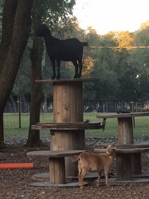 Farm Animal Sitting