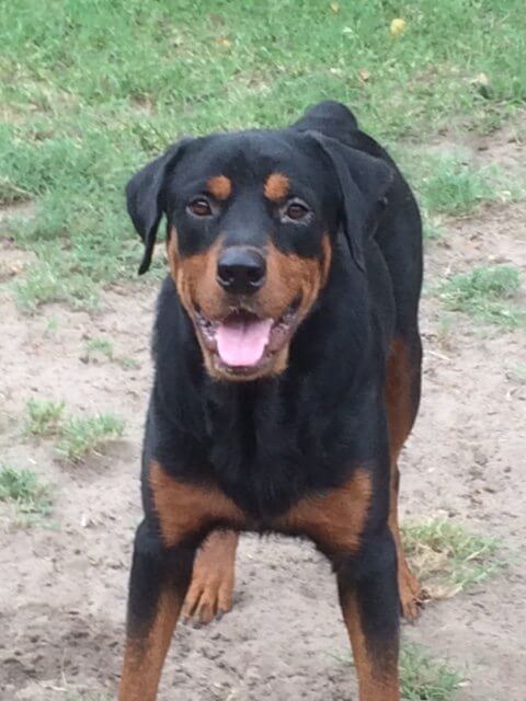 black and brown dog in Gainesville, FL