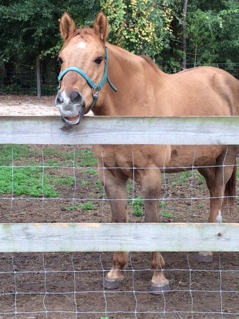 Horse sitting