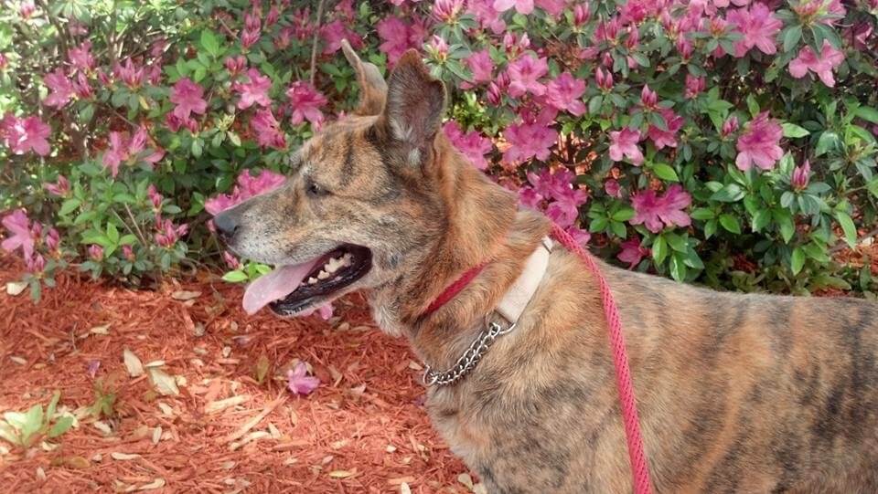 Pet Sitter Gainesville, FL