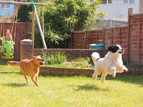Two dogs chasing each other