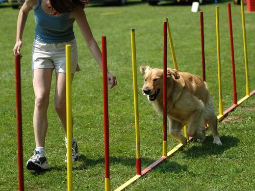 dog doing pet training in Gainesville, FL