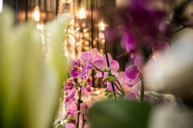 orchidee