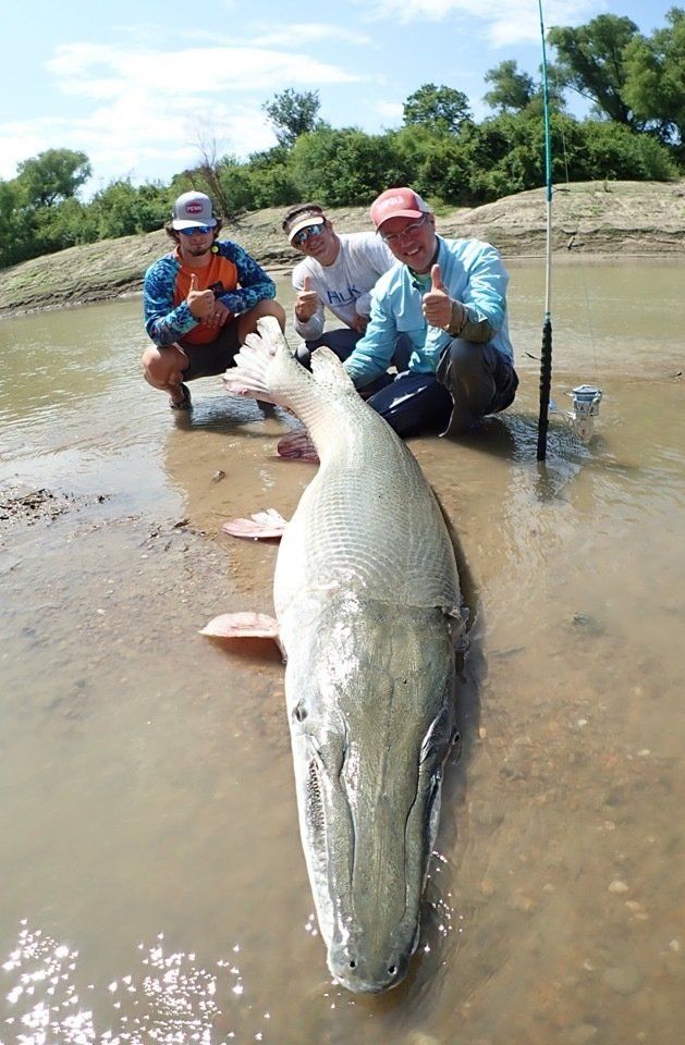 Three people with a large, long fish on a muddy riverbank; two thumbs up, sunny day.