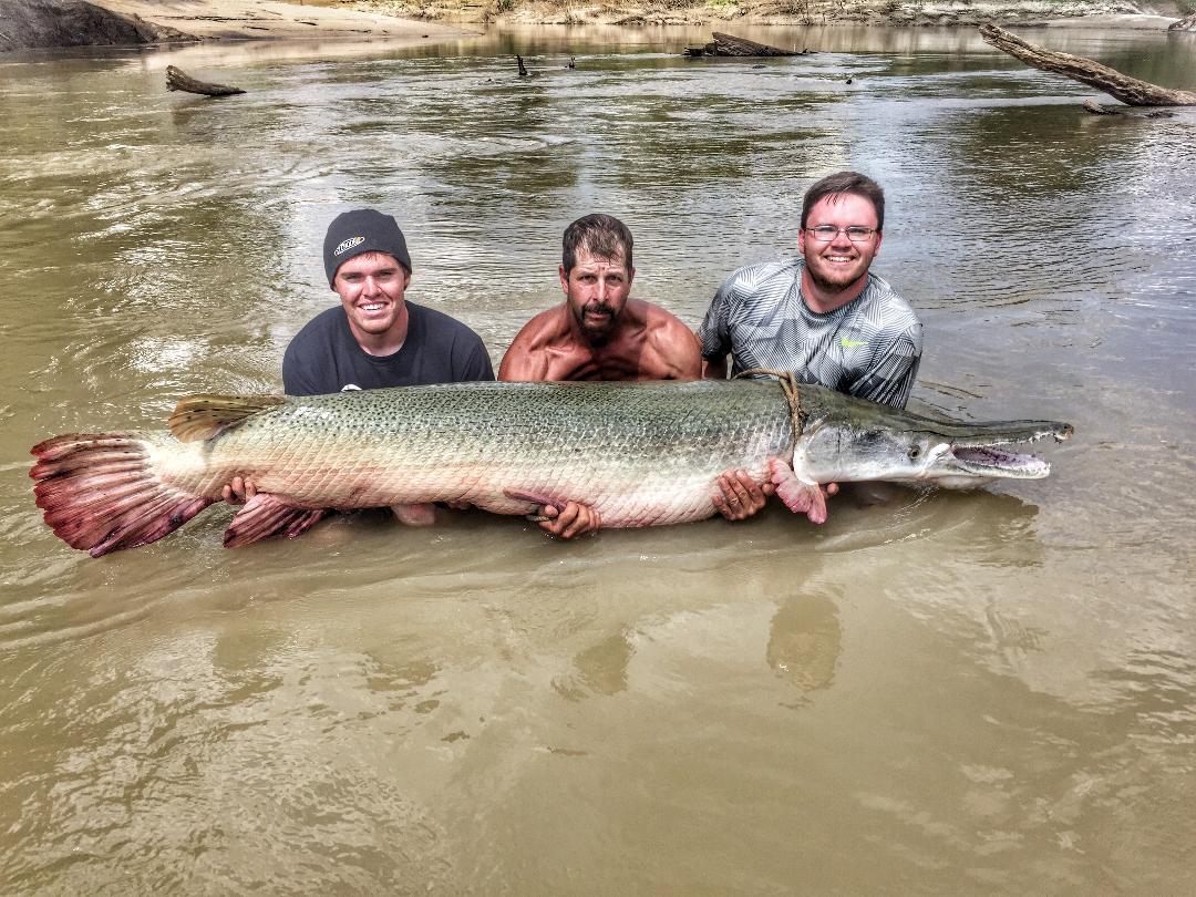 Three men holding a massive alligator gar in murky water; smiling faces, sunlight.