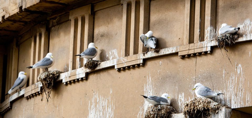 birds