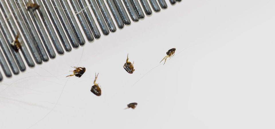 all pests