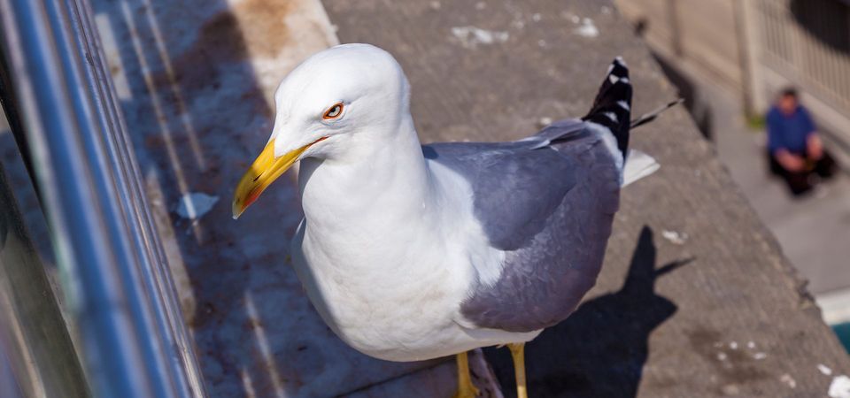 birds