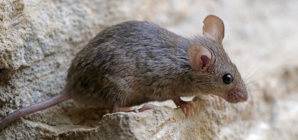 Mouse