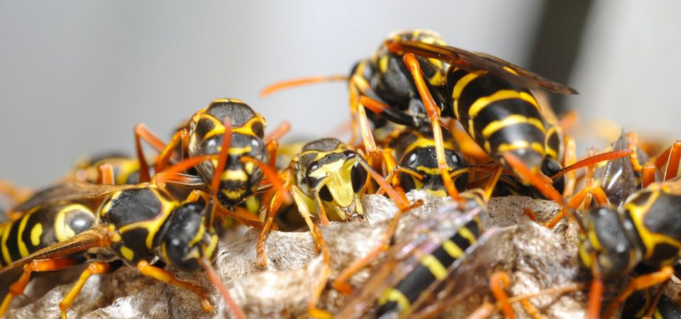 Wasps