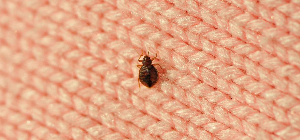 bed bug