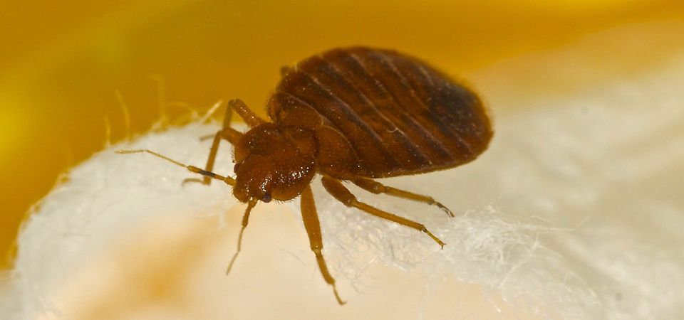 Bed Bugs