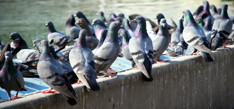 Pigeons