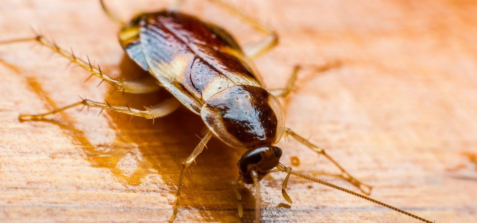 pest control