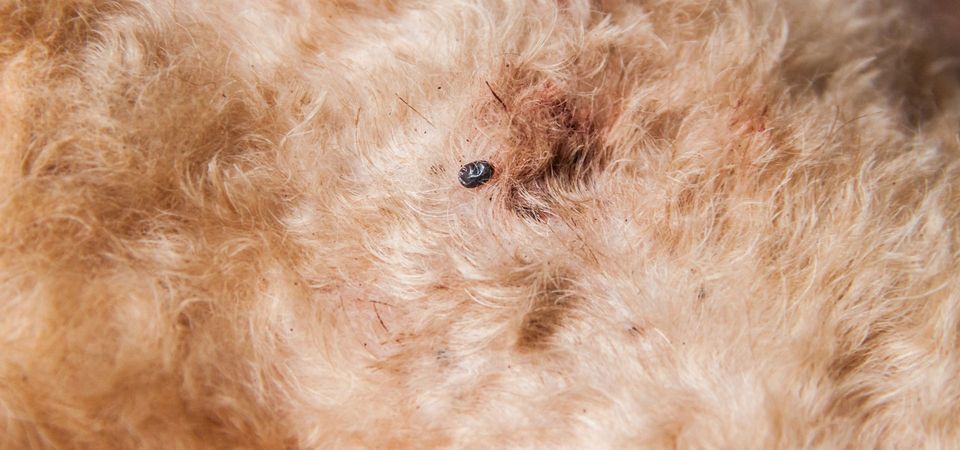 fleas