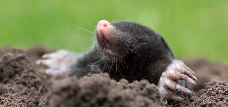 Mole