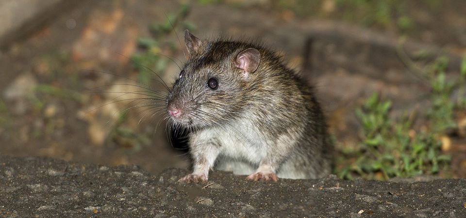 Rats