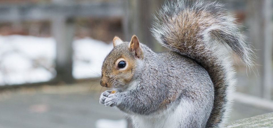 Grey Squirrels