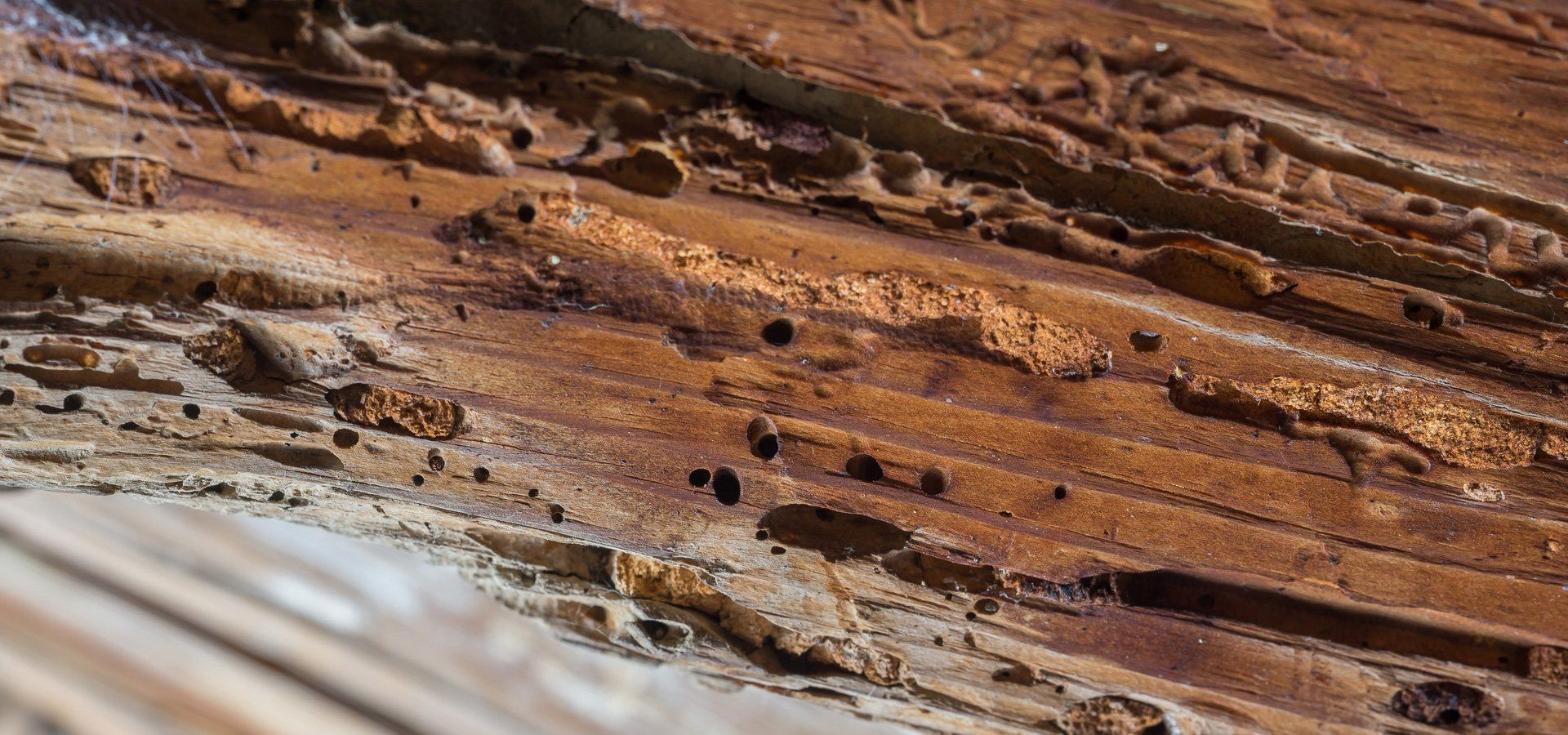 woodworm infestation