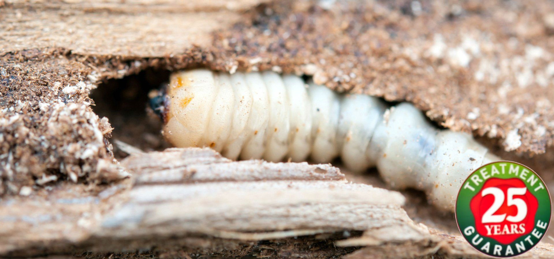 Terminate woodworm