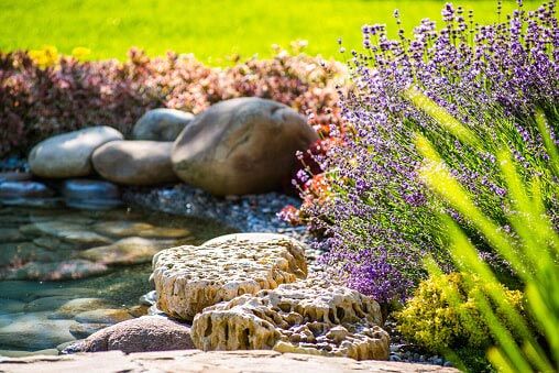 Garden pond with clear water, rocks, and purple flowers beside bright green grass