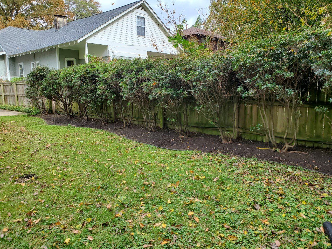 A row of green bushes lines a wooden fence, beside a lawn of grass and leaves.