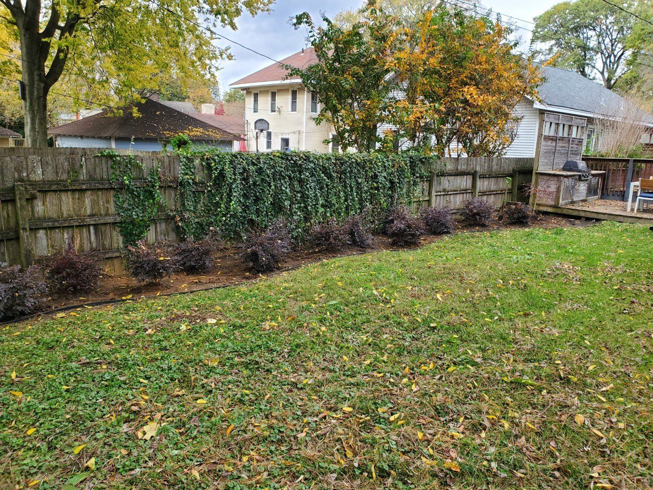 A backyard with a wooden fence covered in ivy, bushes in front, and grass.