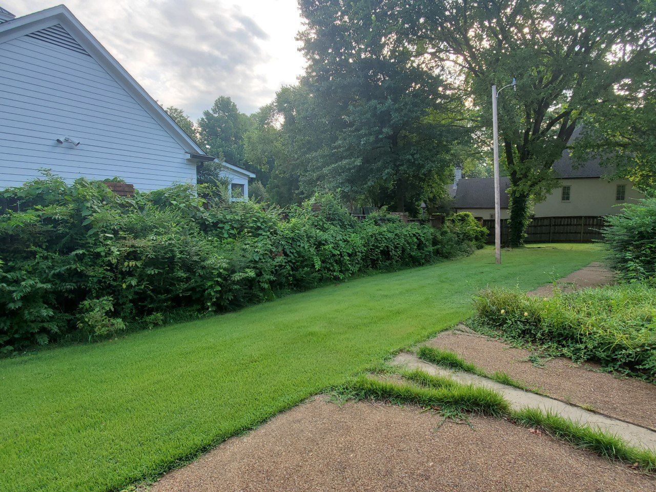 Lush green lawn with overgrown bushes and a house. Cloudy sky.