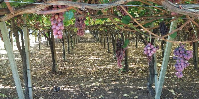 impianto di irrigazione vigna