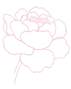 Illustration au trait rose d’une fleur de pivoine
