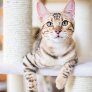 excellent facilities for cats