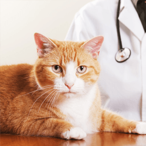 treatment for a cat a pet clinic