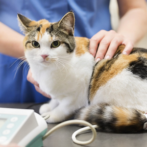 cat suffering from infection diseases
