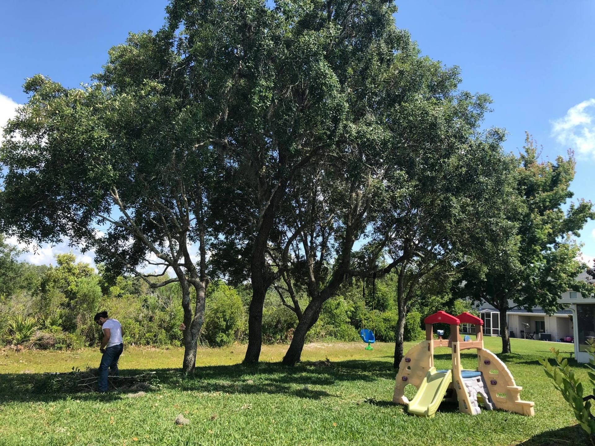 Before Image Of A Tree — Tampa, FL — A Baker's Tree Service