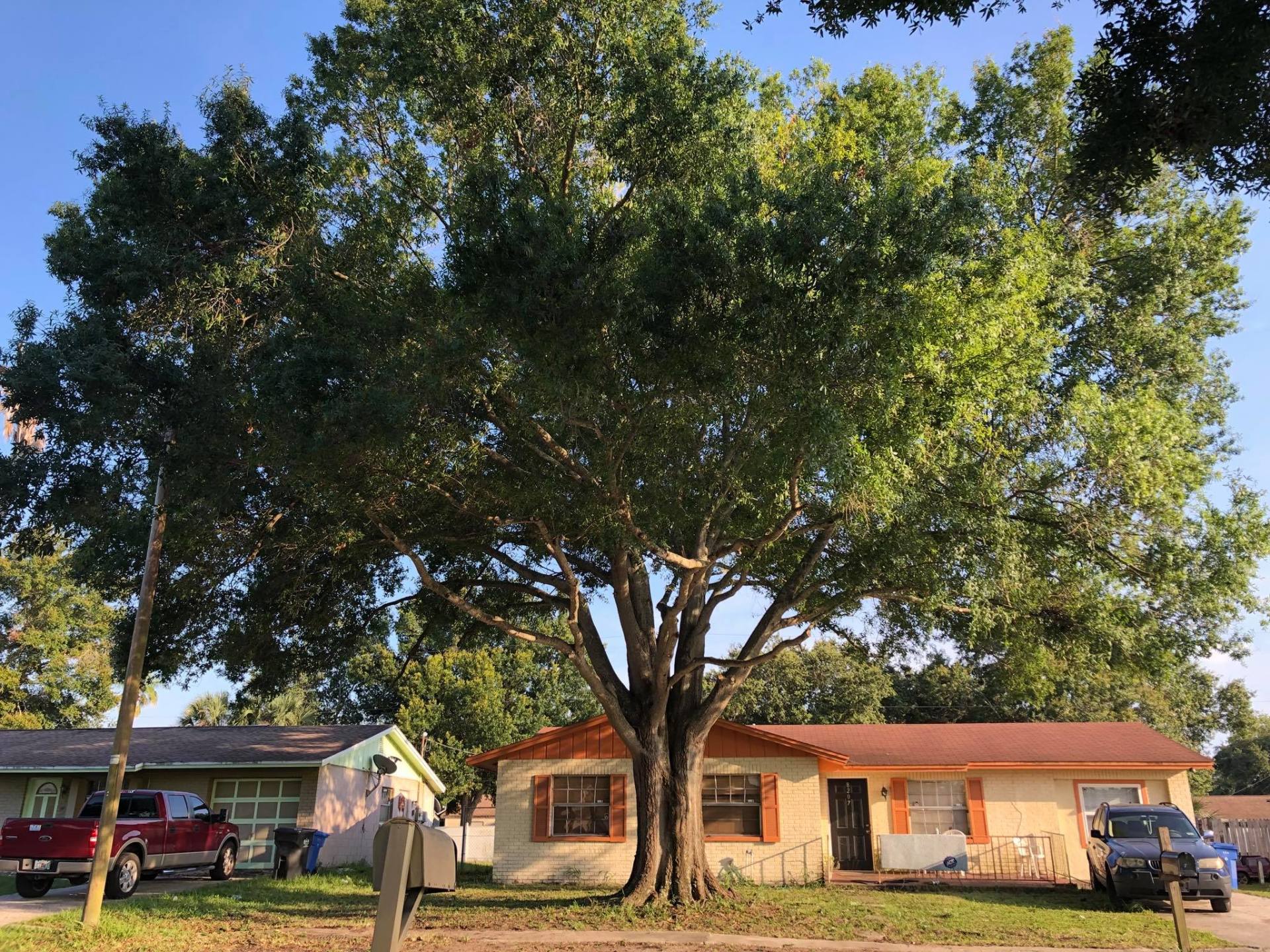 A Huge Tree In Front Of A Residential House — Tampa, FL — A Baker's Tree Service