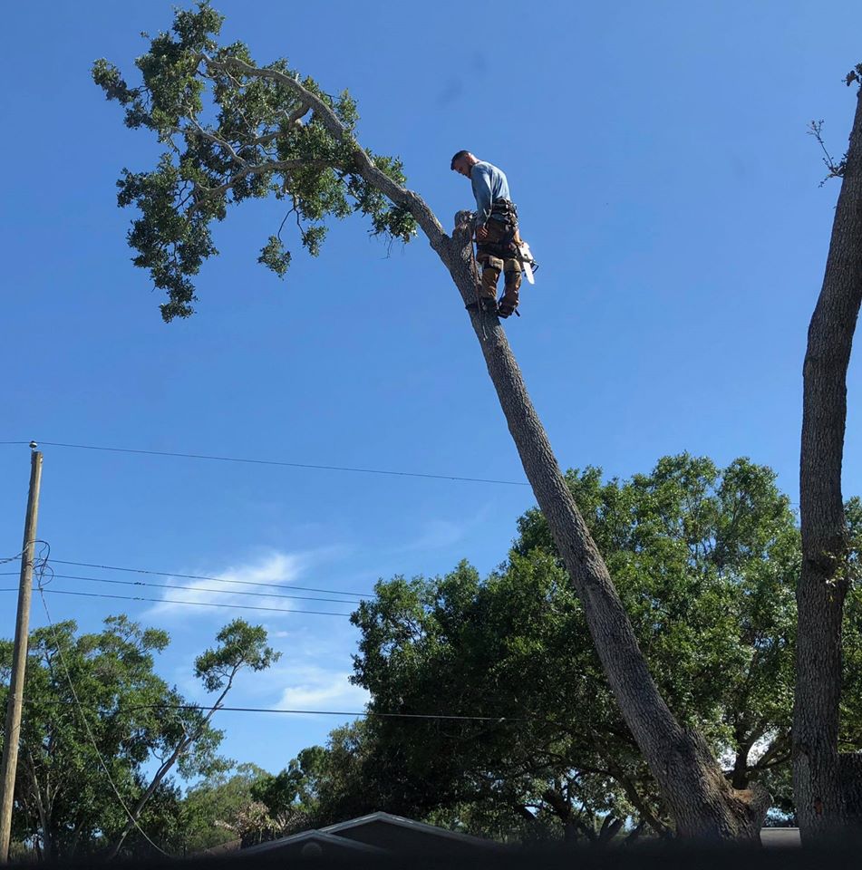 A Man Trimming A Tree — Tampa, FL — A Baker's Tree Service